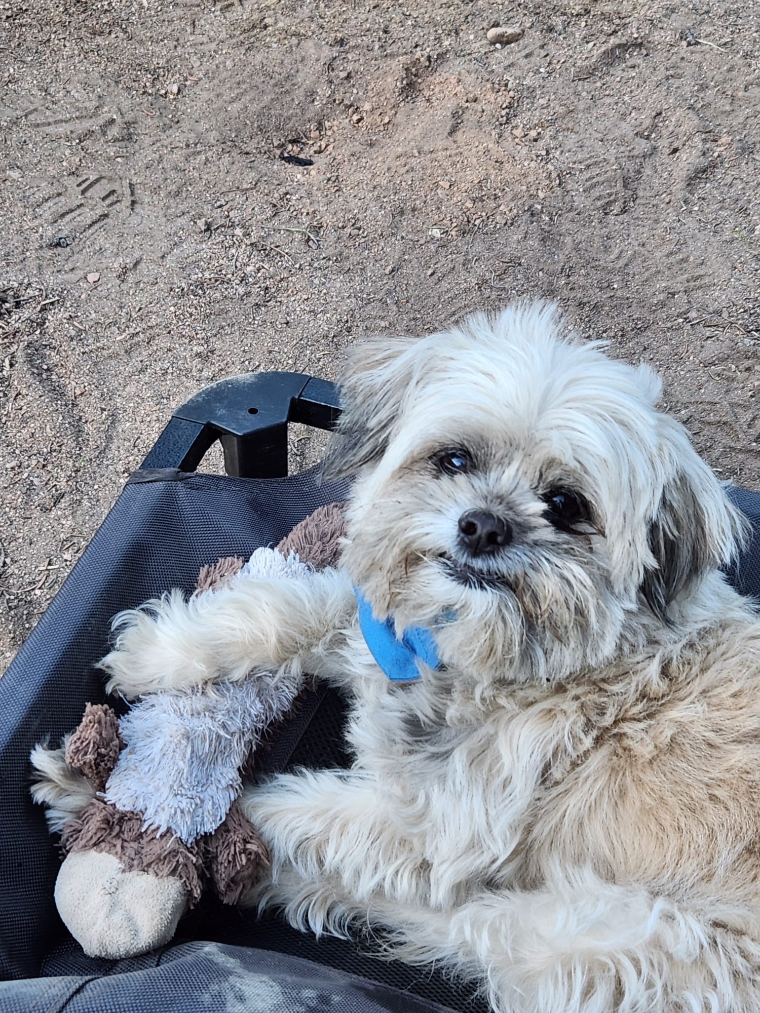 Ax, laying with his weasel, on a camp bed.